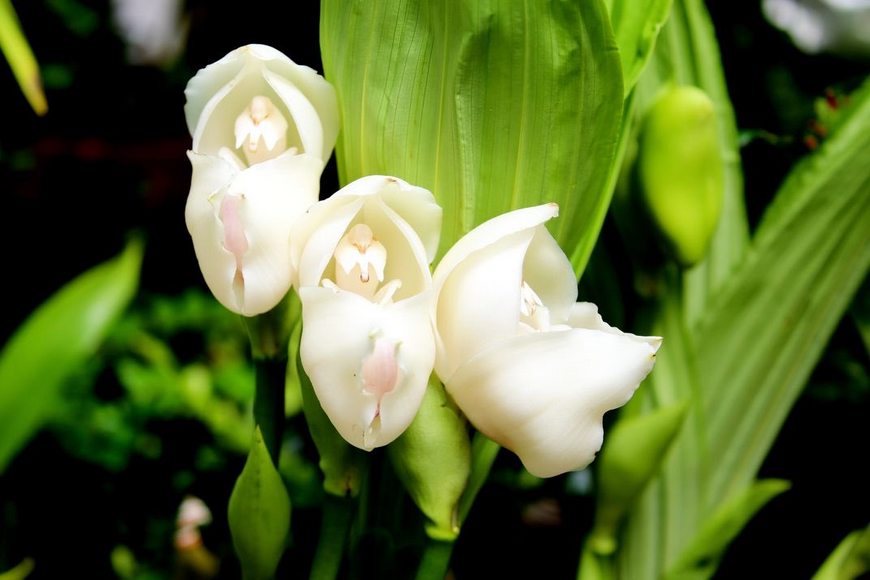 Орхидея Anguloa Ангулоа Секреты выращивания и уход