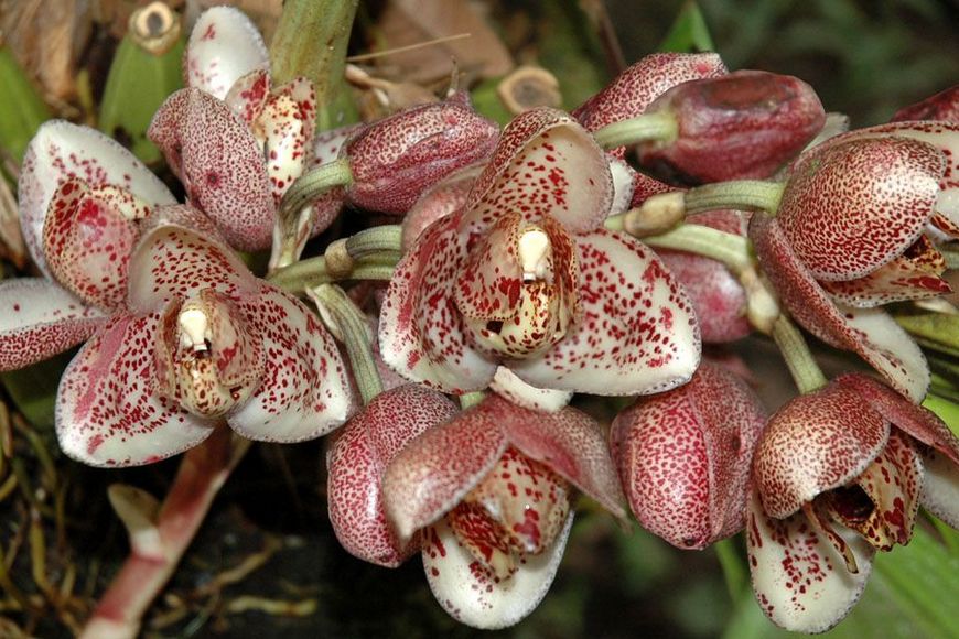 Орхидея Acineta цветение