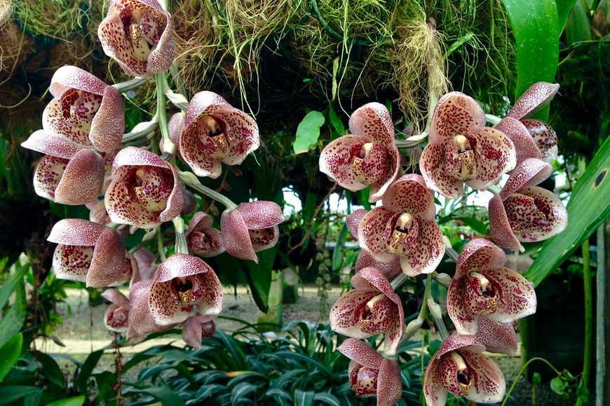 Орхидея Acineta. Уход и содержание