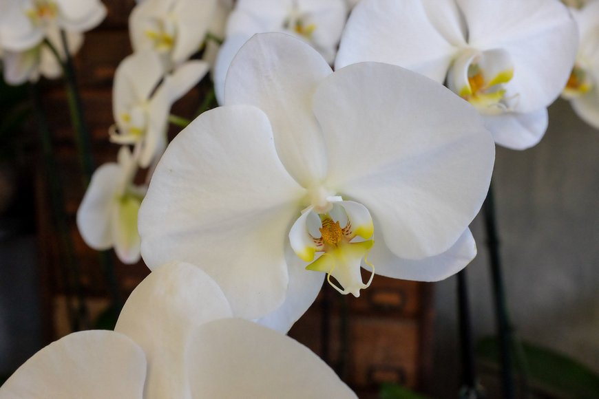 Орхидея Фаленопсис Phalenopsis orchid