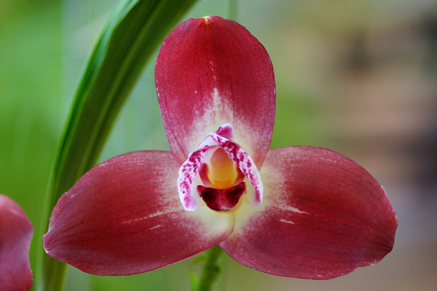 Вся правда об орхидеи Lycaste