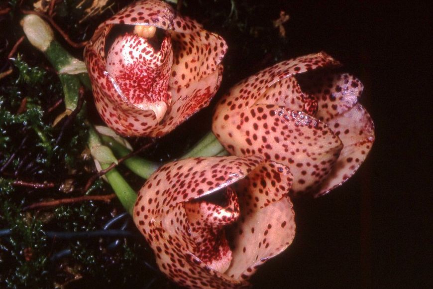 Орхидея Peristeria Перистерия орхидея Святого Духа