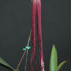 Bulbophyllum Habrotinum