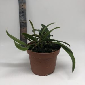 Bulbophyllum Habrotinum Var Alba