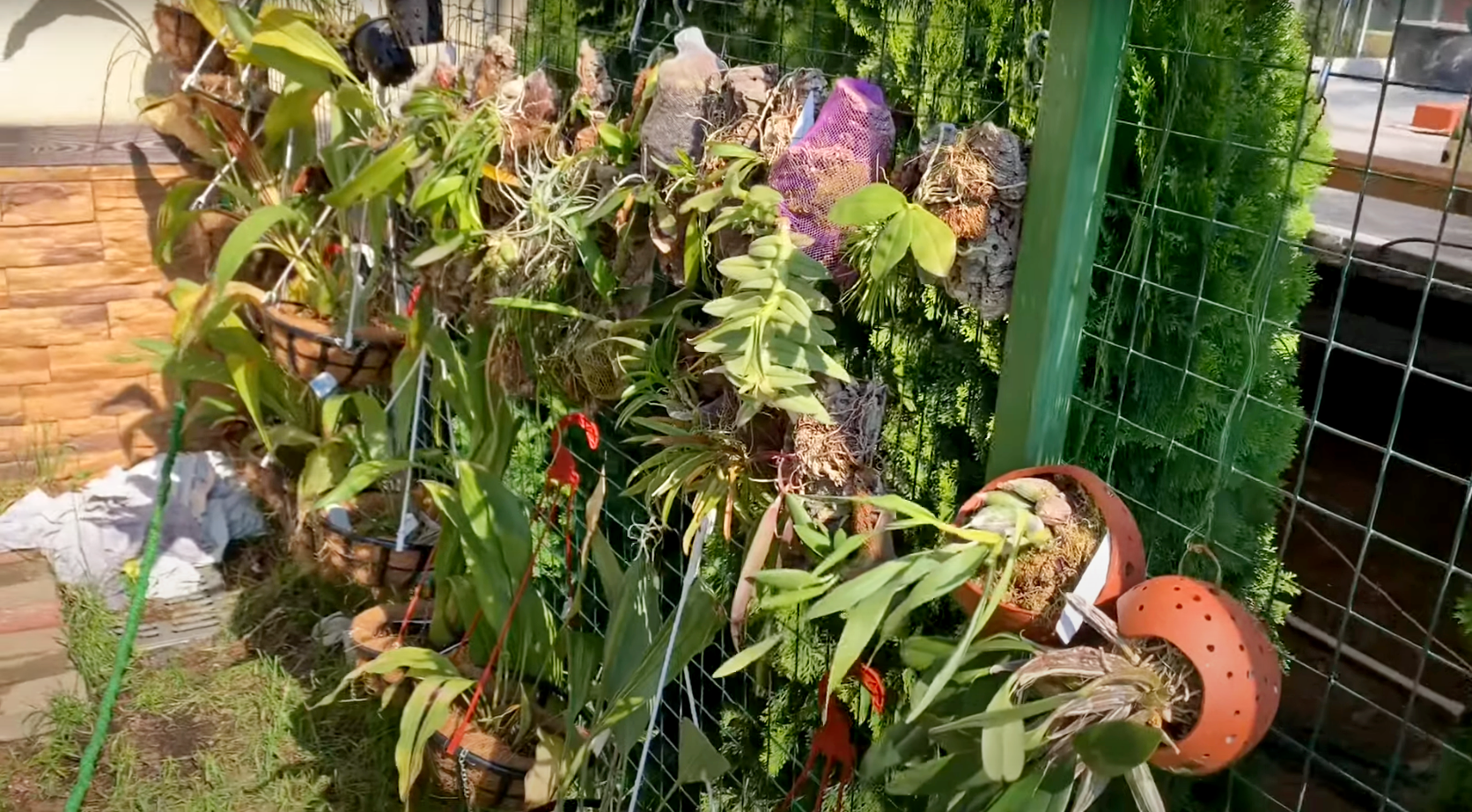 Орхидеи на улице, как им там живется