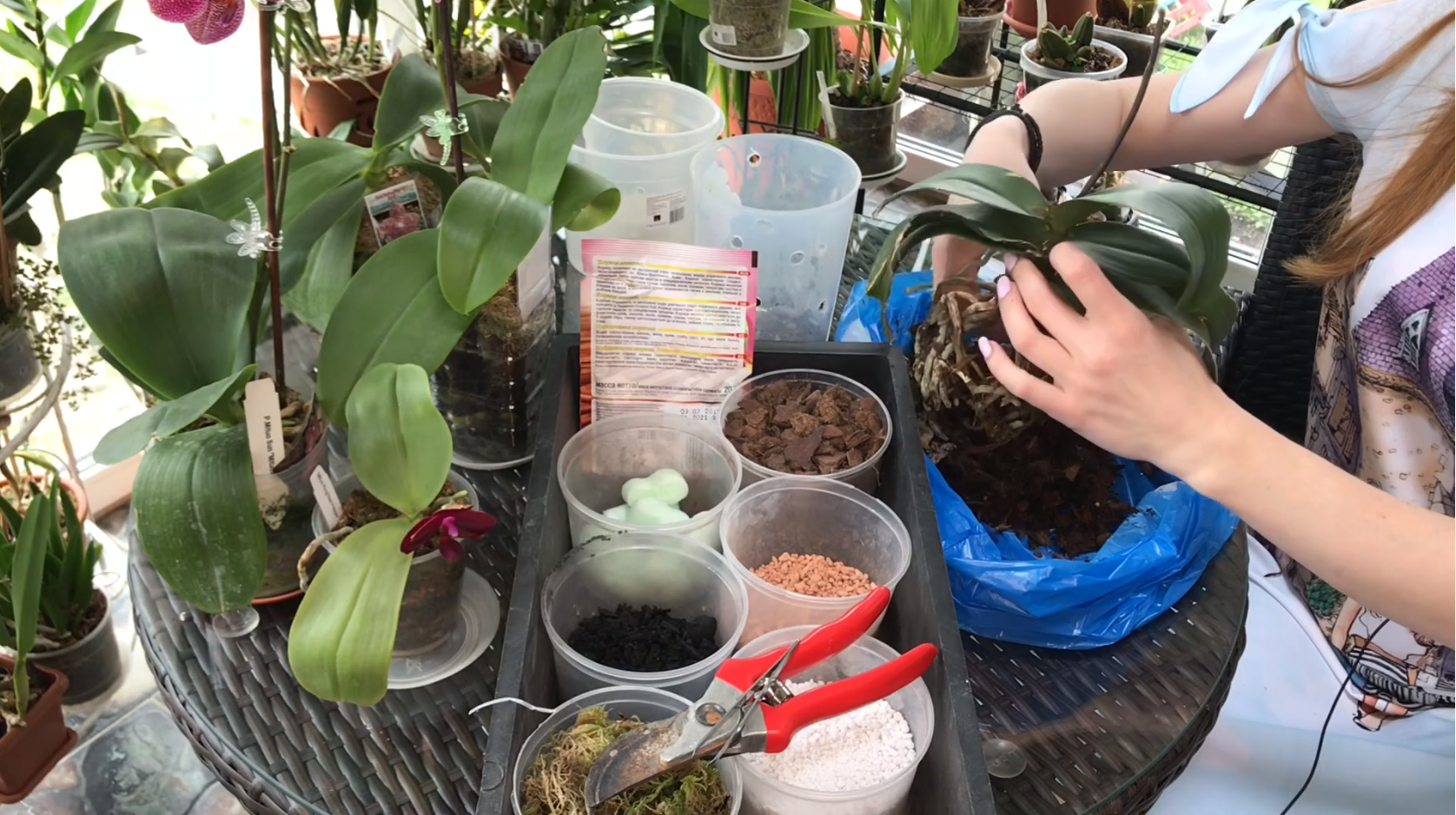 Пересадка орхидей, приготовление субстрата для орхидей эпифитов