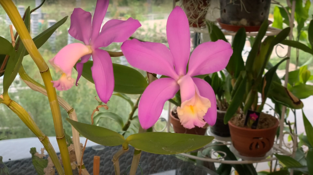 Орхидея Cattleya Loddigesii