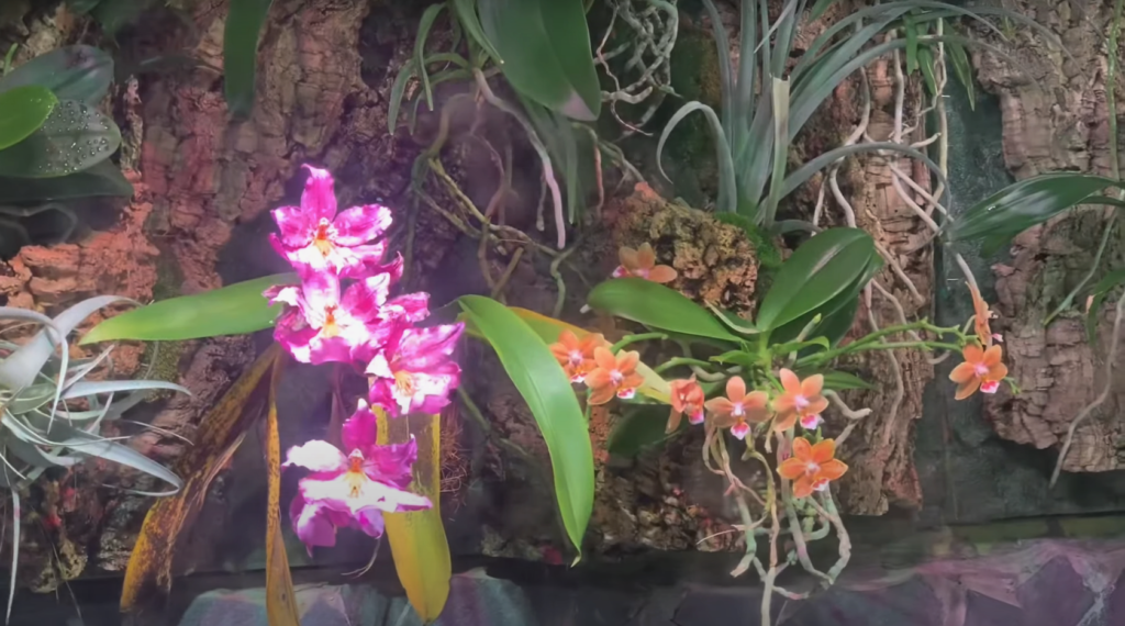 Коллекция орхидей Ленинградского зоопарка