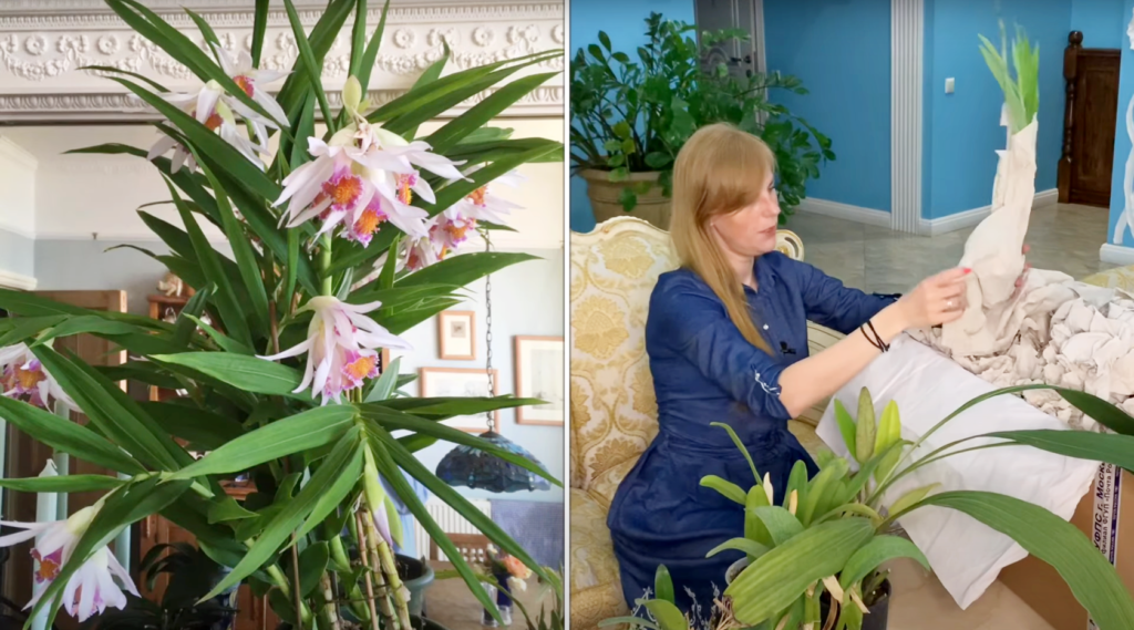 Распаковка орхидей — каттлейное безумие
