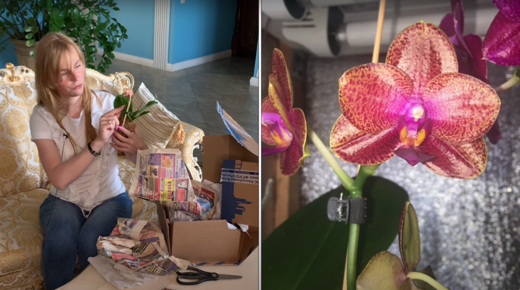 Распаковка орхидей: новые Фаленопсисы