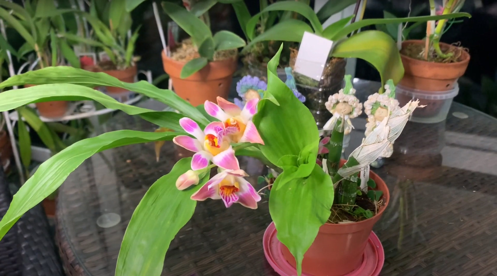 Орхидея Хизис, особенности ухода и цветение Chysis Limminghei