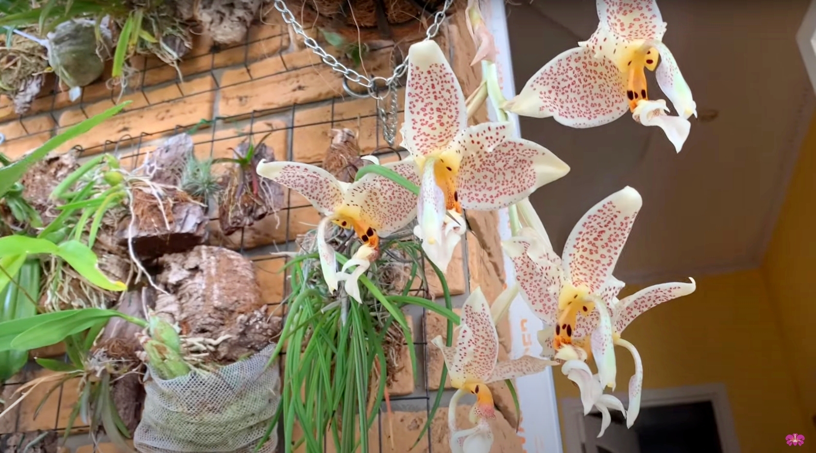 Орхидея Stanhopea
