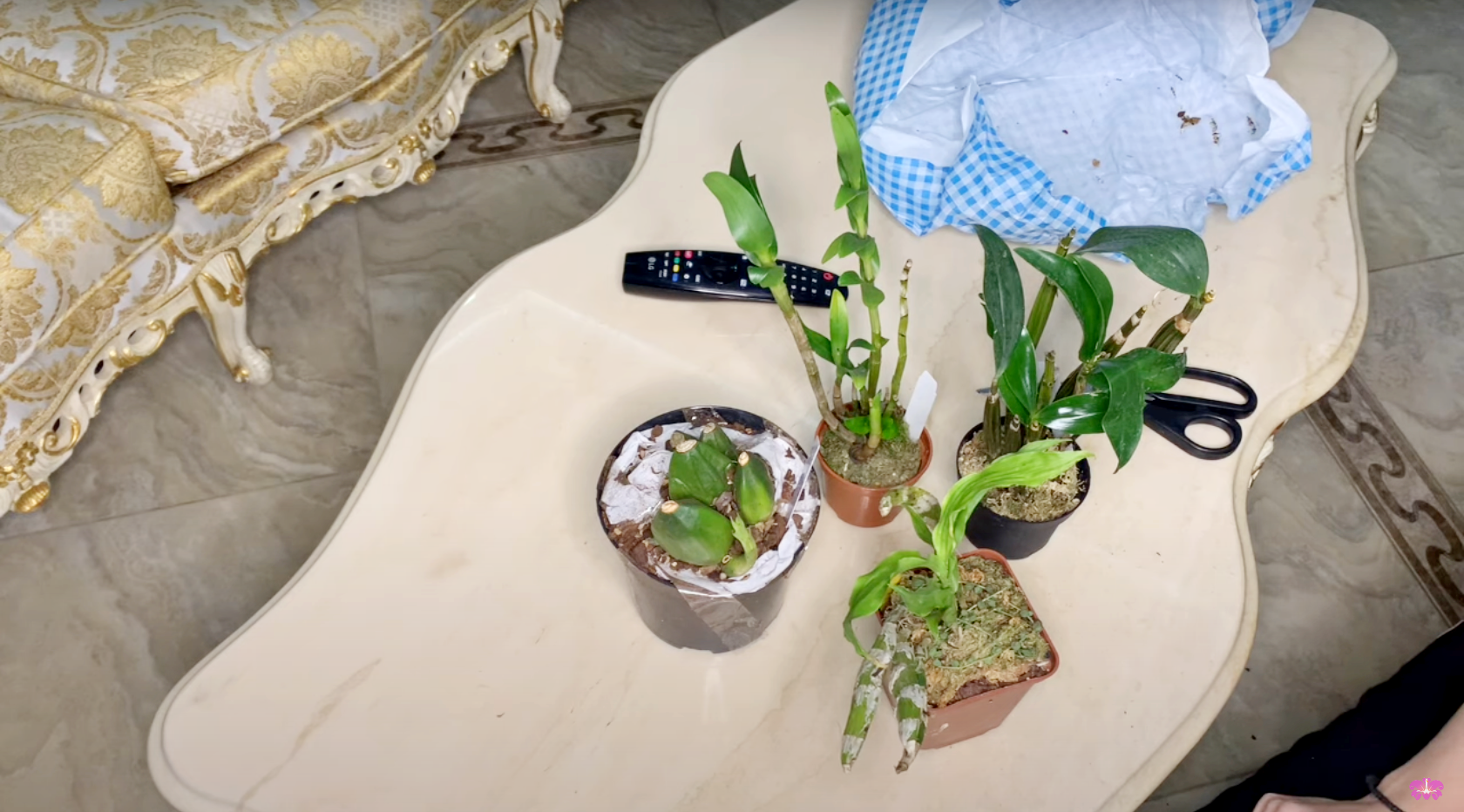 Распаковка орхидей: хизис, дендры и ликаста