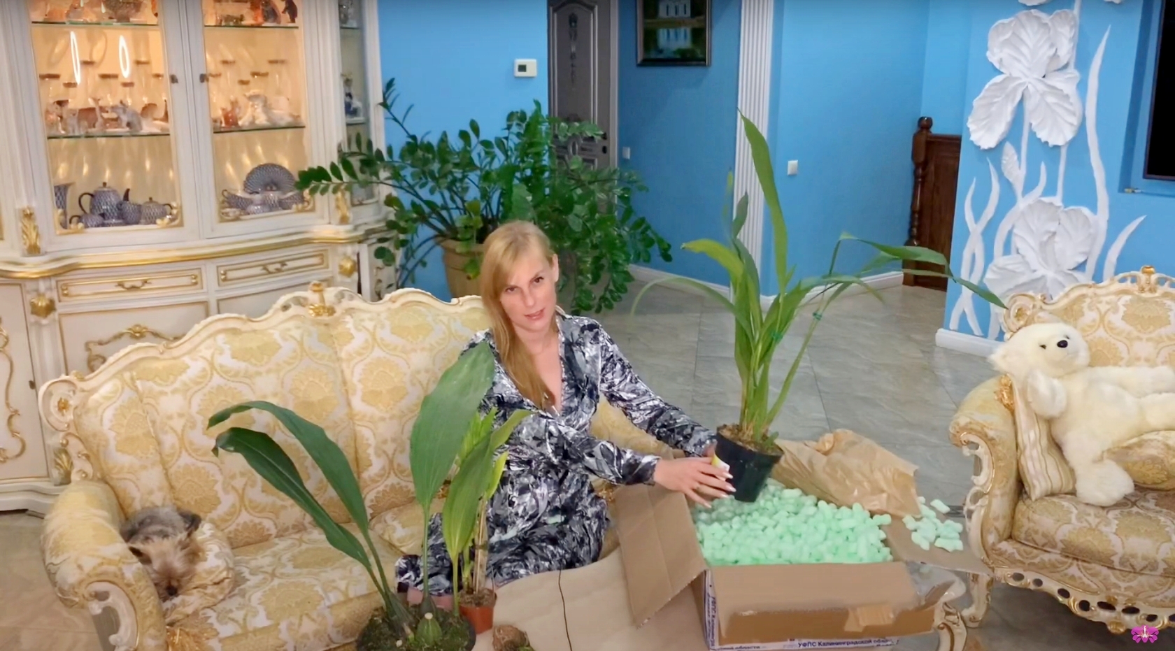 Распаковка орхидей: редкие целогина и стангопея