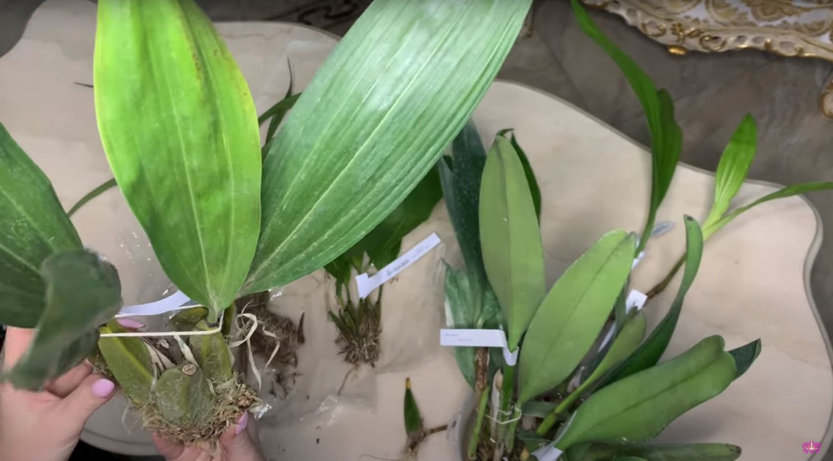 Распаковка орхидей: Шикарные орхидеи из Бразилии Seidel