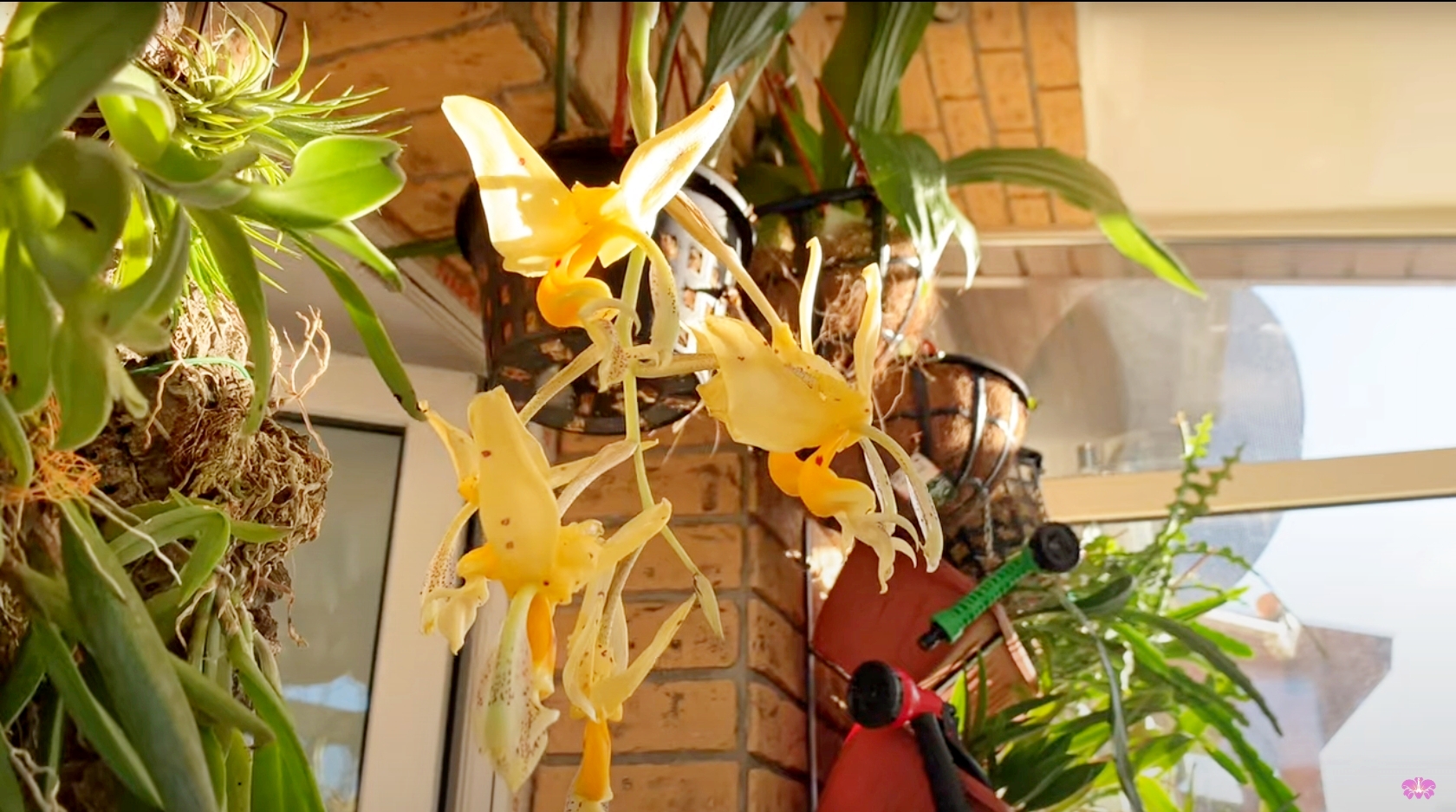 Орхидея Stanhopea Jenischiana, уход за ней