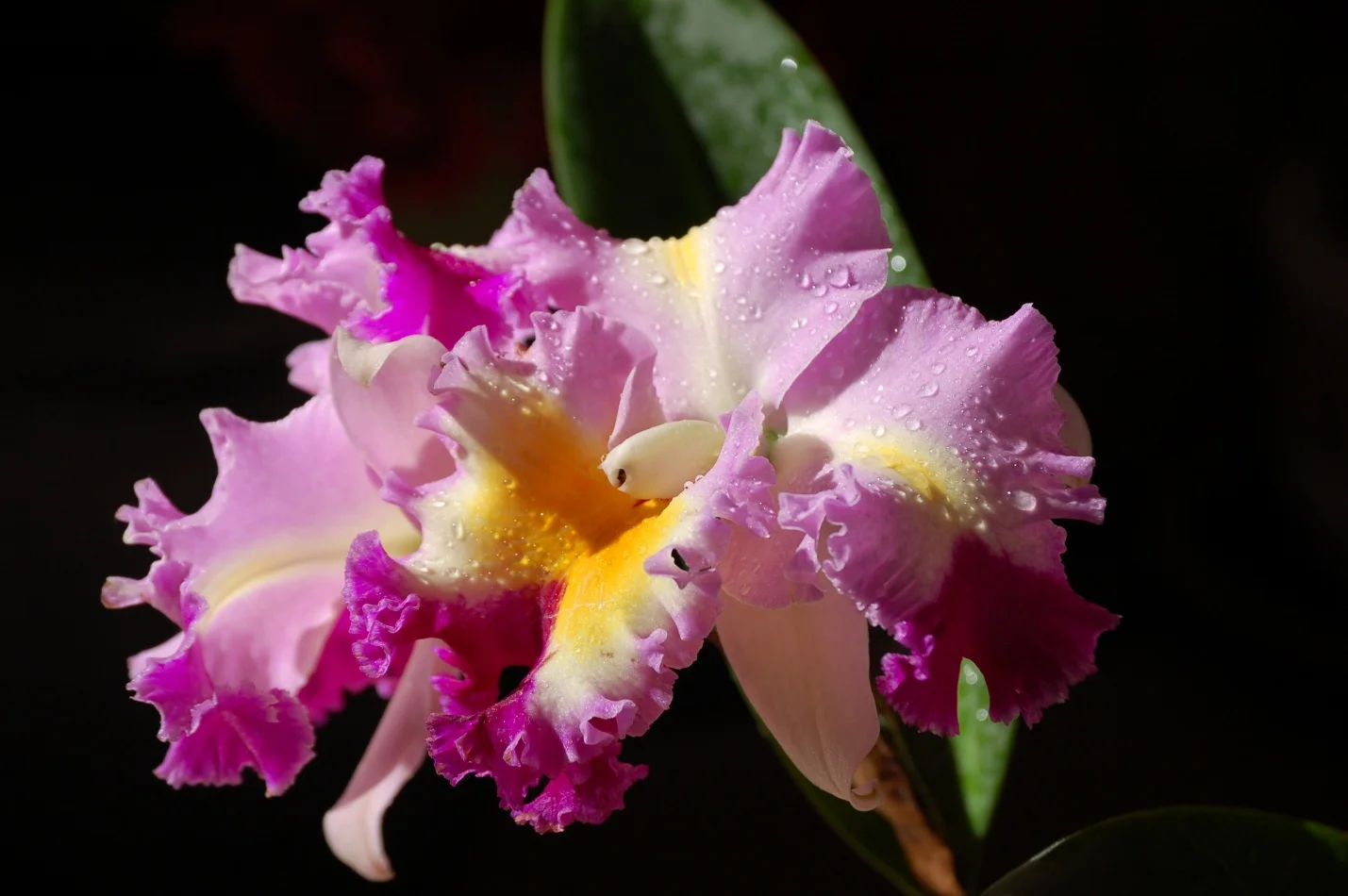 Орхидеи Каттлеи