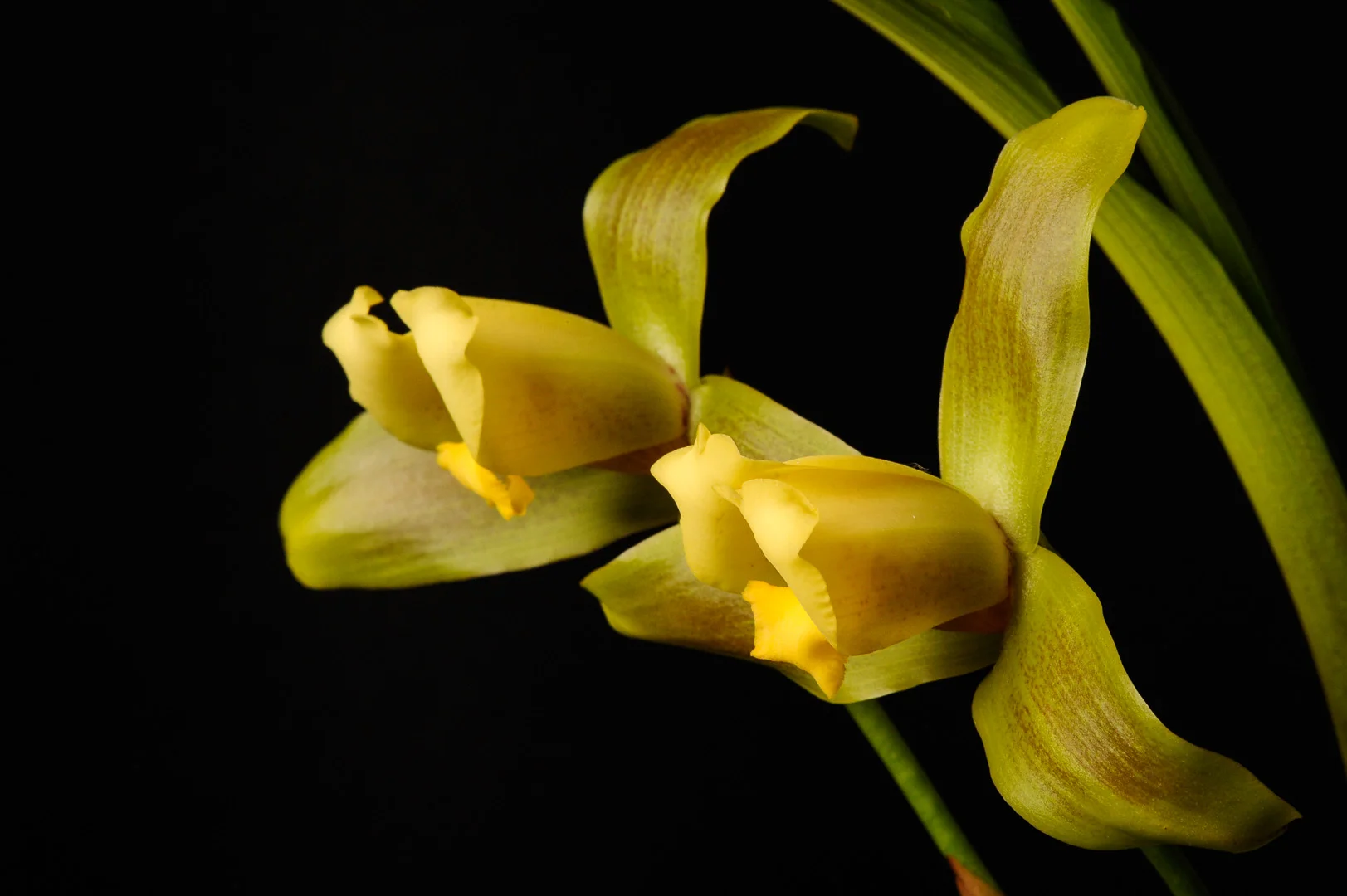 Орхидеи ликасты