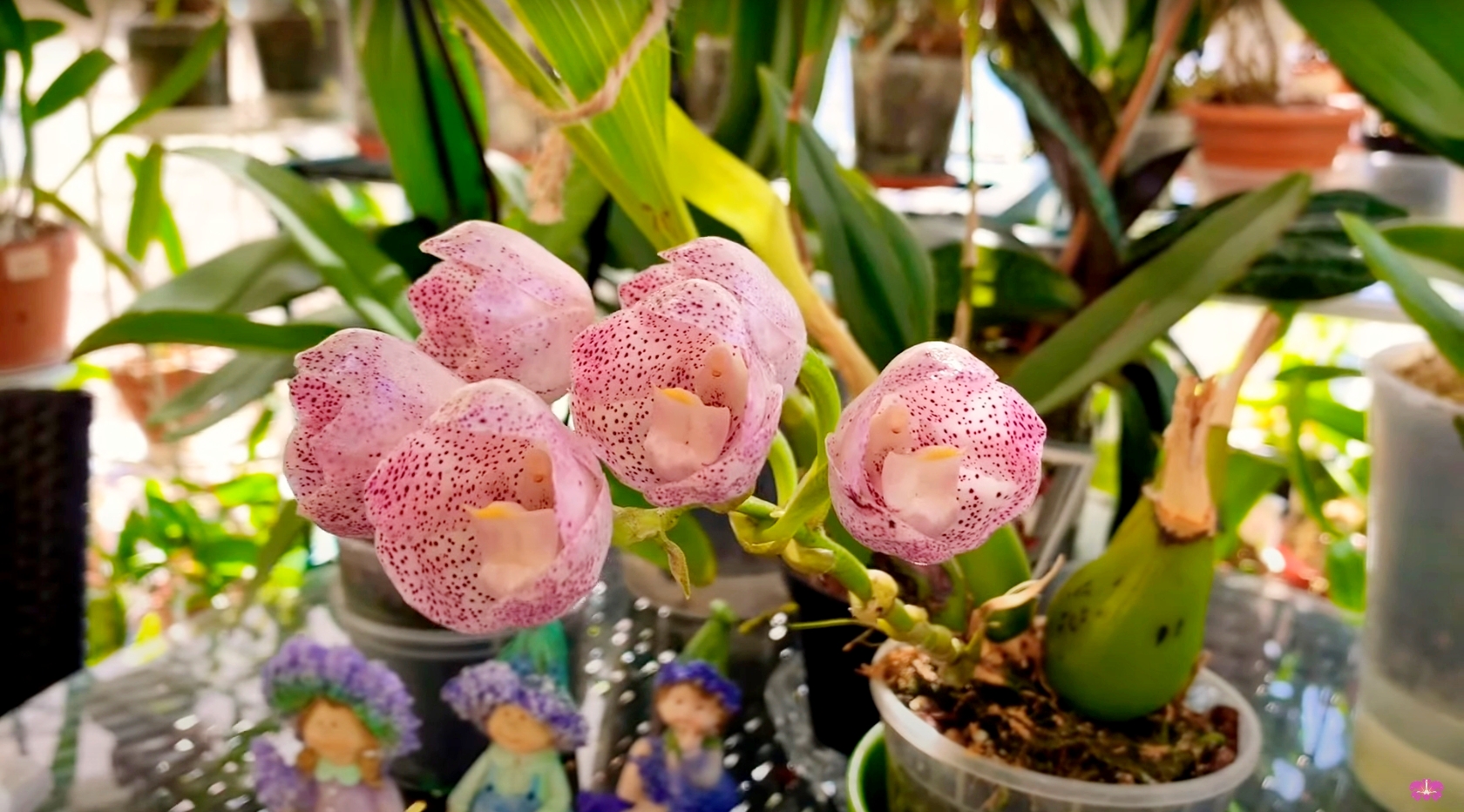 Редкая орхидея Peristeria Albirosa
