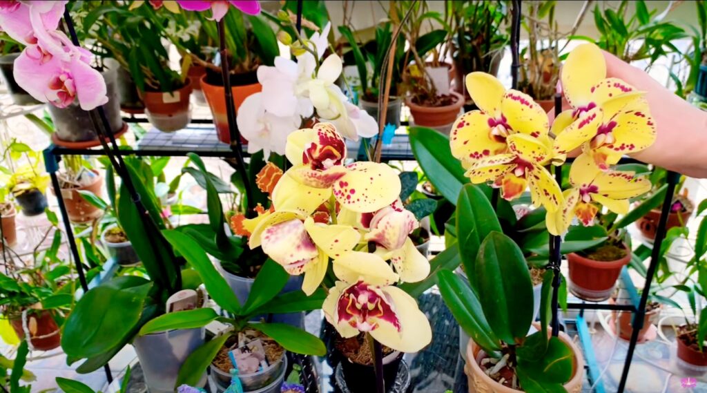 Распаковка орхидей: Орхидея Фаленопсис пелорик!