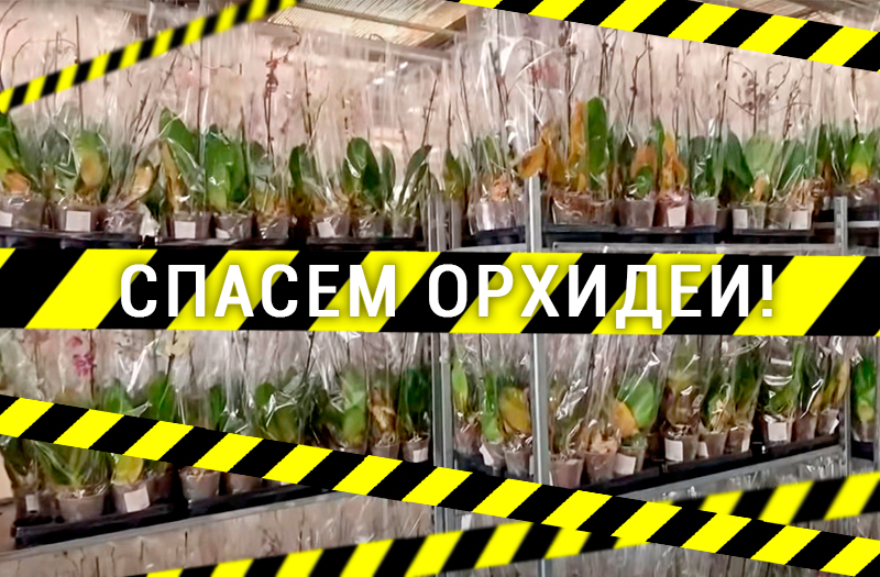 Спасите орхидеи!