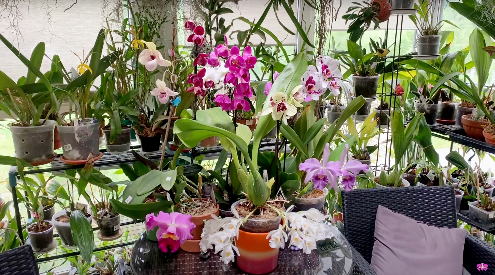 Цветение орхидей в мае