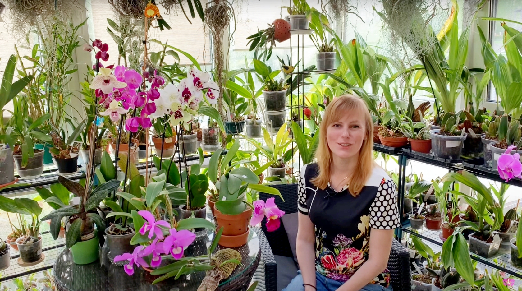 Горшок для орхидеи Cattleya: керамика против пластика