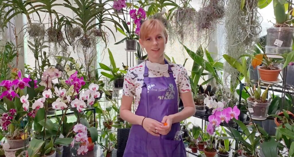 Обработка орхидей от вредителей
