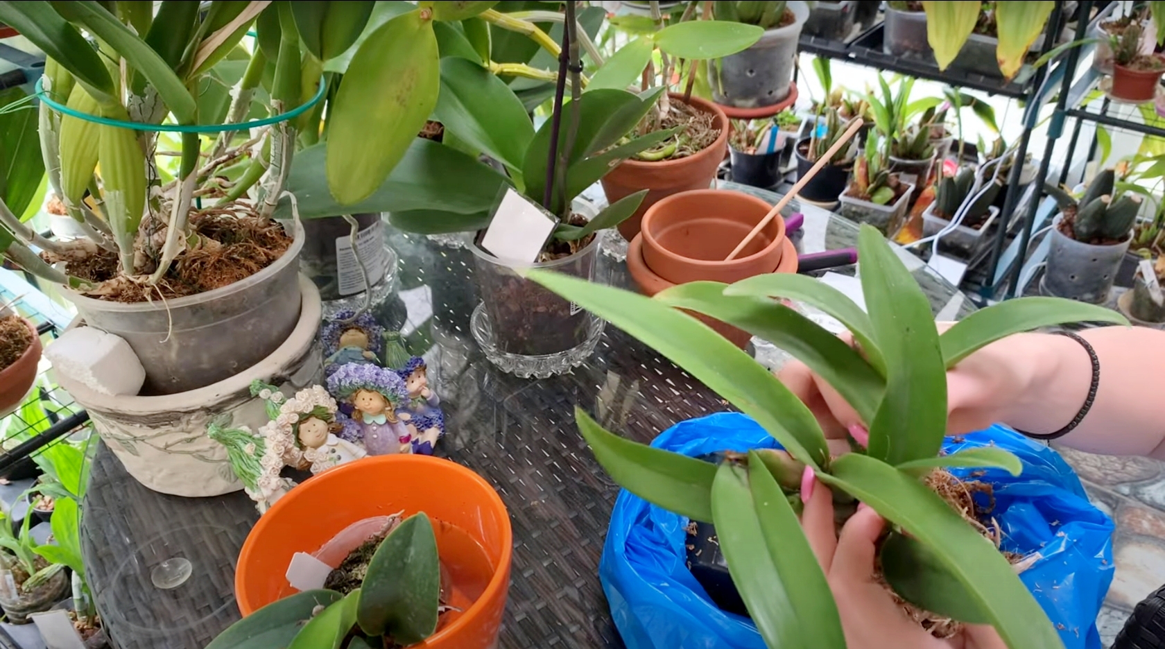 Пересадка орхидеи Каттлея из мха