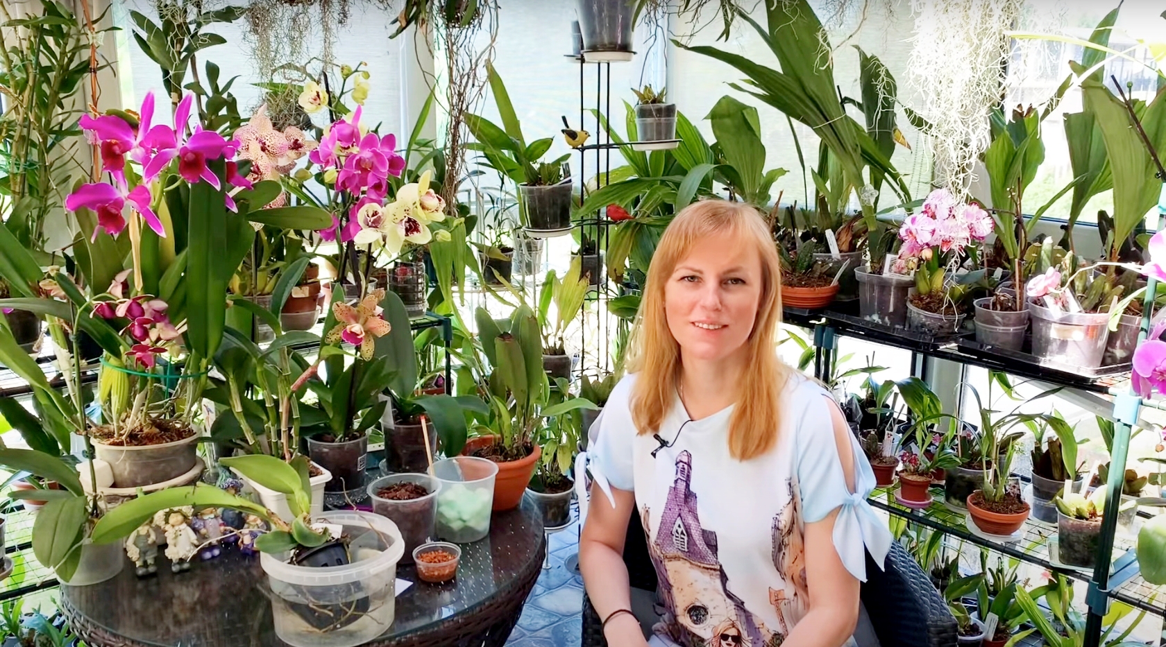 Орхидея каттлея: пересадка орхидеи из кокоса