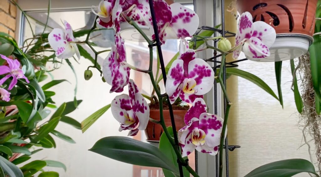 Цветение орхидей фаленопсис в моей коллекции