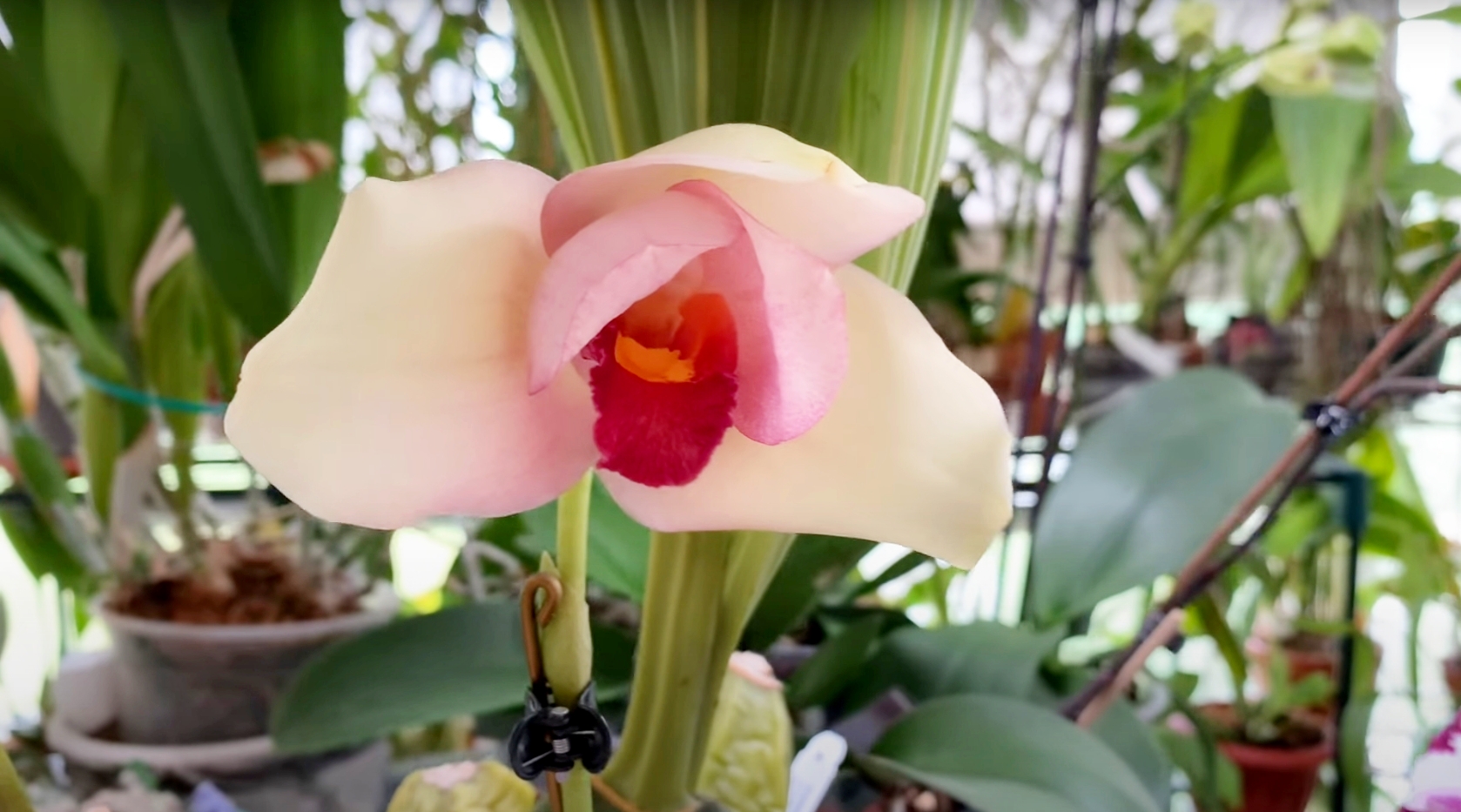 Цветение орхидеи Lycaste Rakuhoku