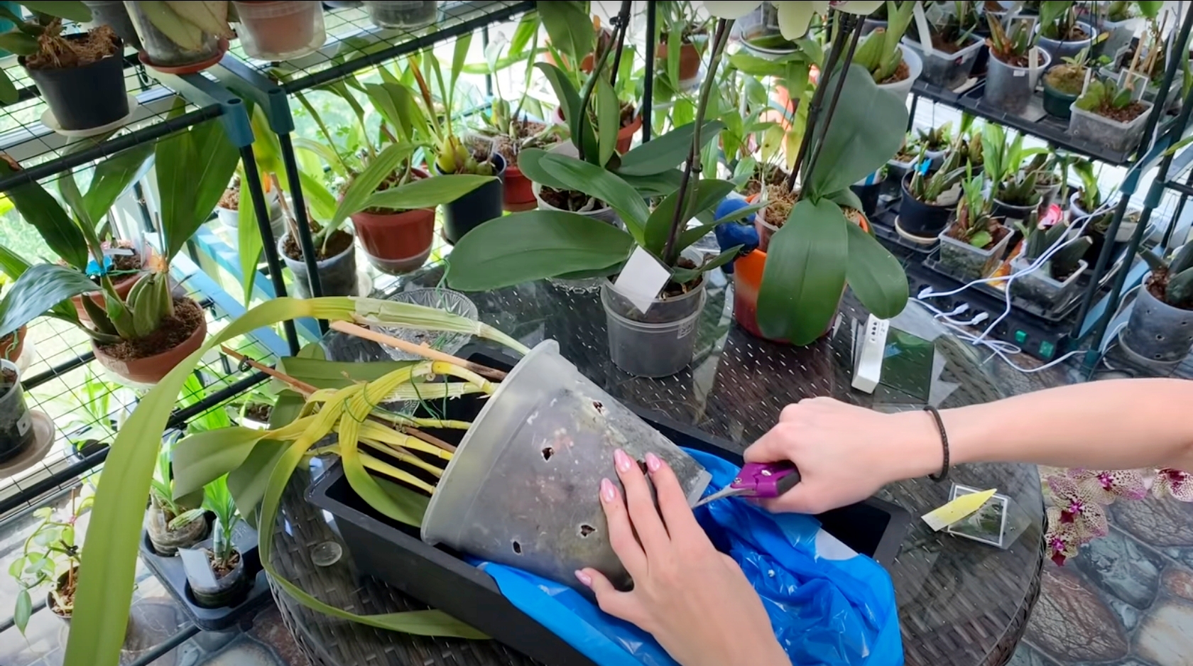 Срочная пересадка орхидеи каттлея