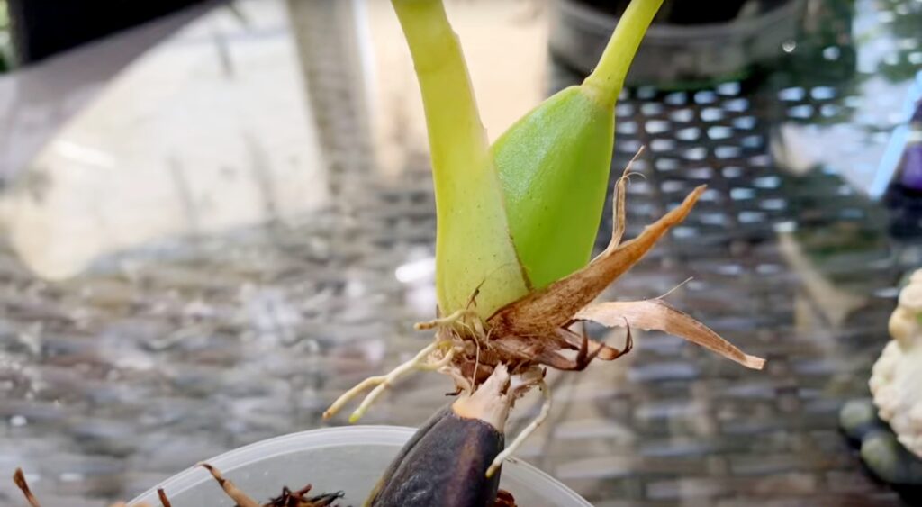 Новый рост орхидеи растёт сверху на старой бульбе