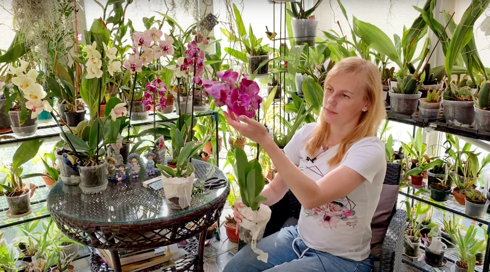 Распаковка орхидей: фаленопсисы и дендробиум