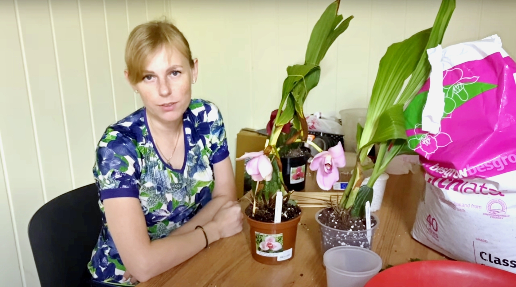 Посадка орхидеи Lycaste: свежий импорт орхидей