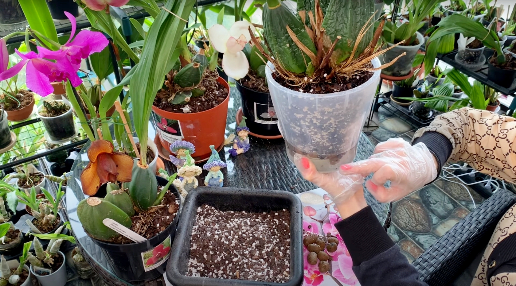 Орхидея Lycaste: уход в домашних условиях