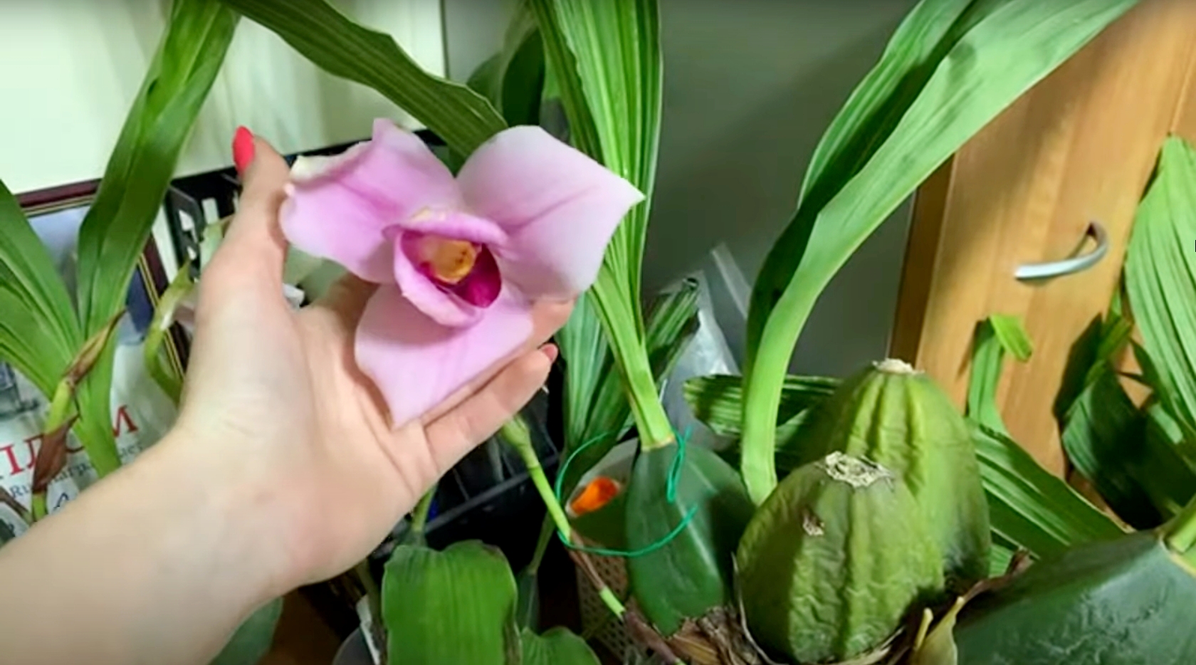 Новая поставка орхидей! Все в наличии в Петербурге