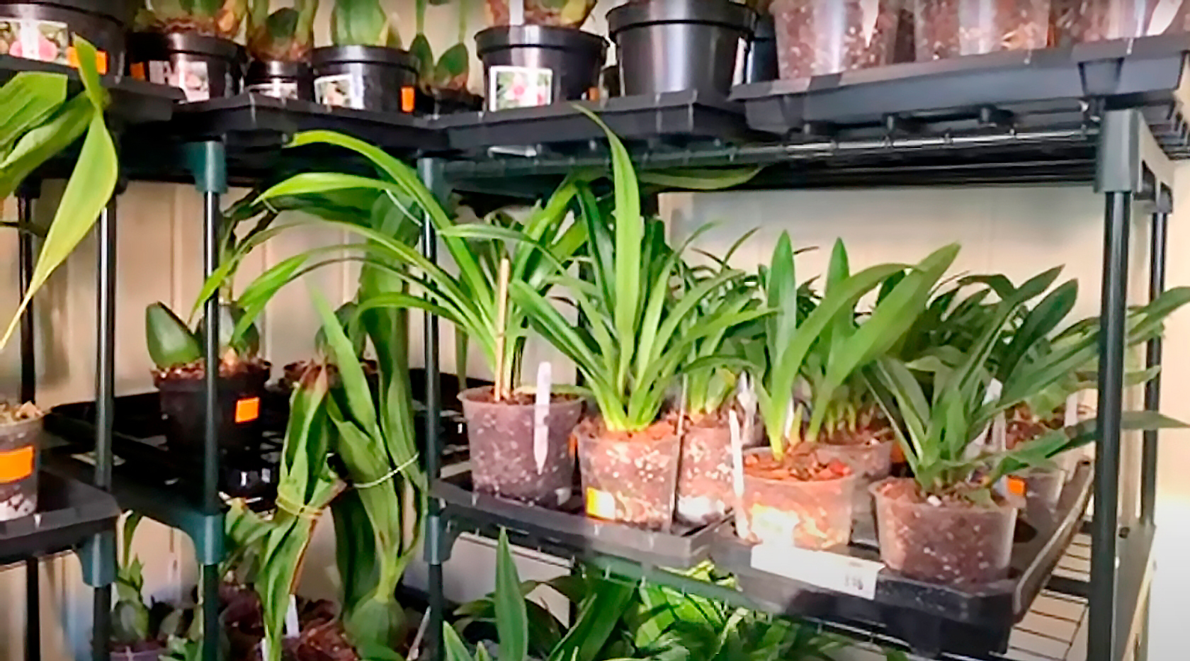 Обзор орхидей в магазине