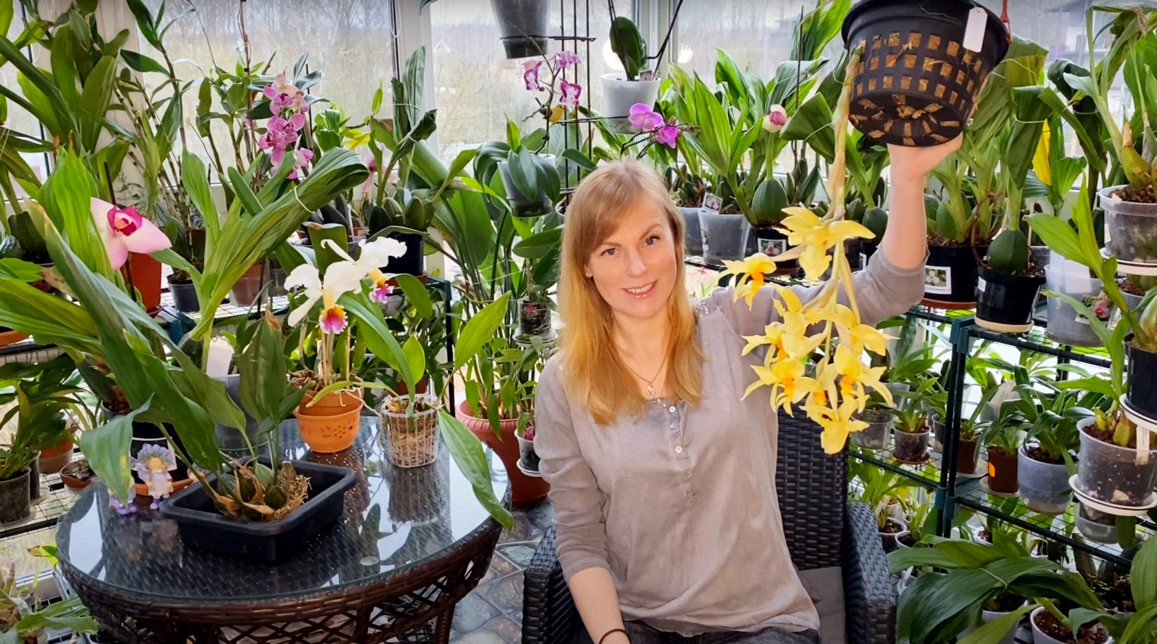 Орхидея Stanhopea: уход и содержание в домашних условиях