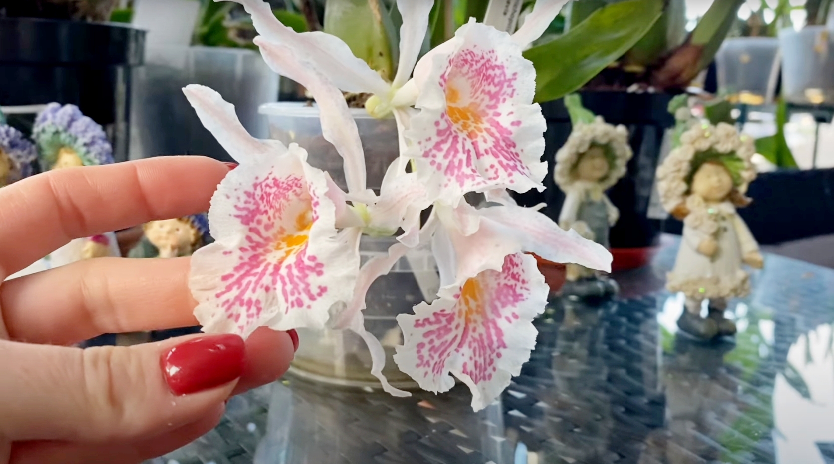 Привлекательная орхидея Trichopilia Suavis