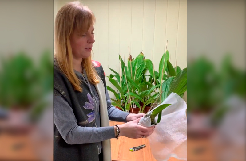 Обзор поставки орхидей от нашего эксклюзивного поставщика