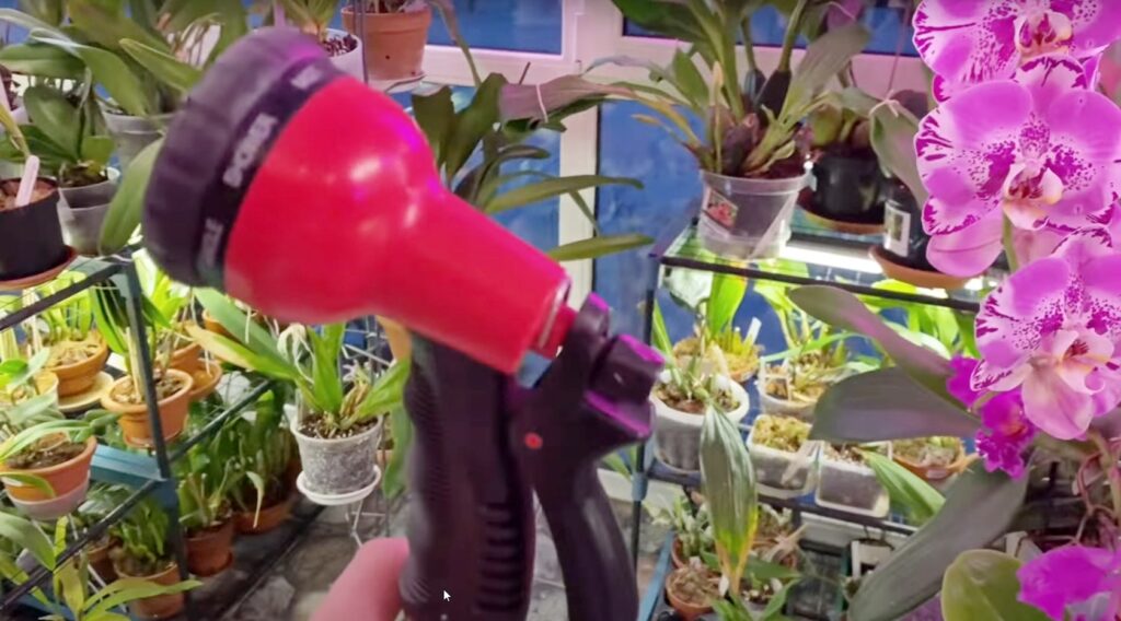 Как полить более 500 орхидей за 30 минут. Полив и Удобрения