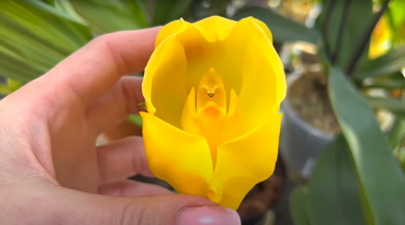 Орхидея Anguloa clowesii: обзор цветения и секреты ухода