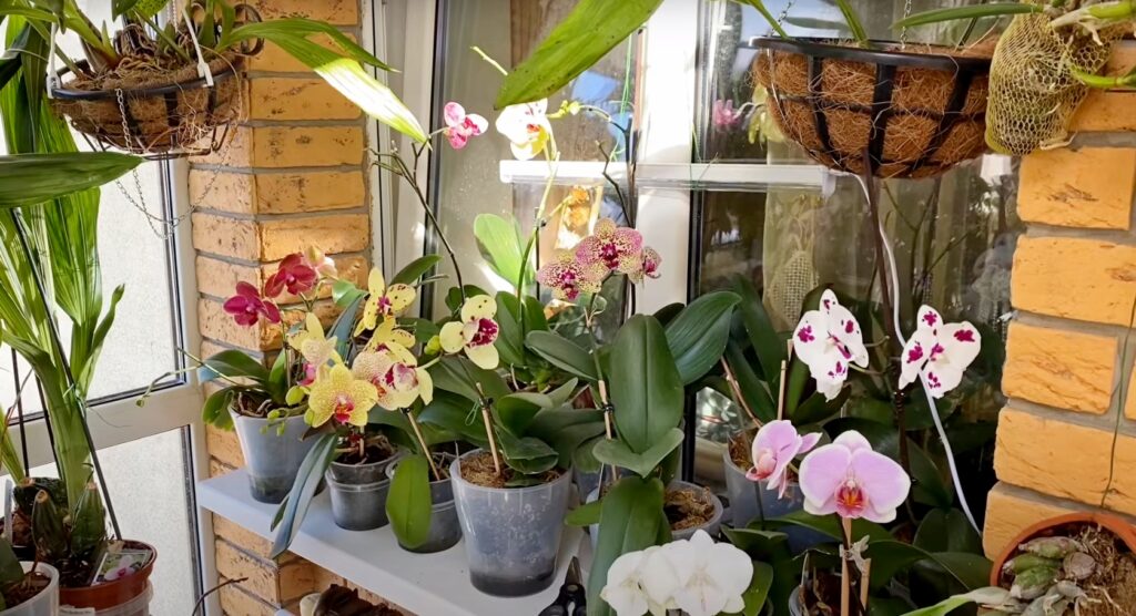 Цветение моих орхидей в марте