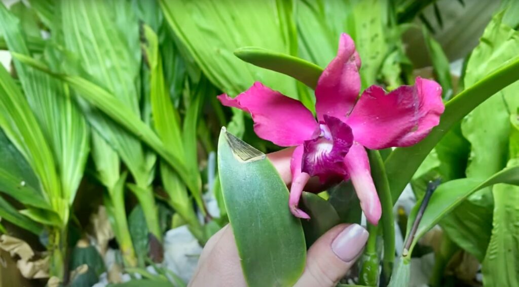 Новые орхидеи из Эквадора