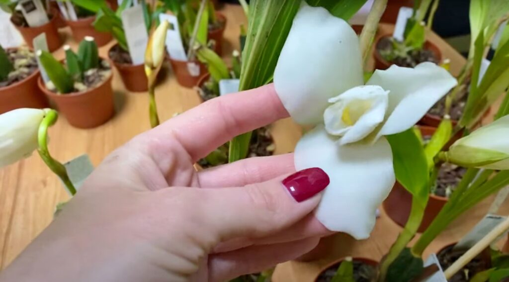 Новая поставка орхидей из Франции