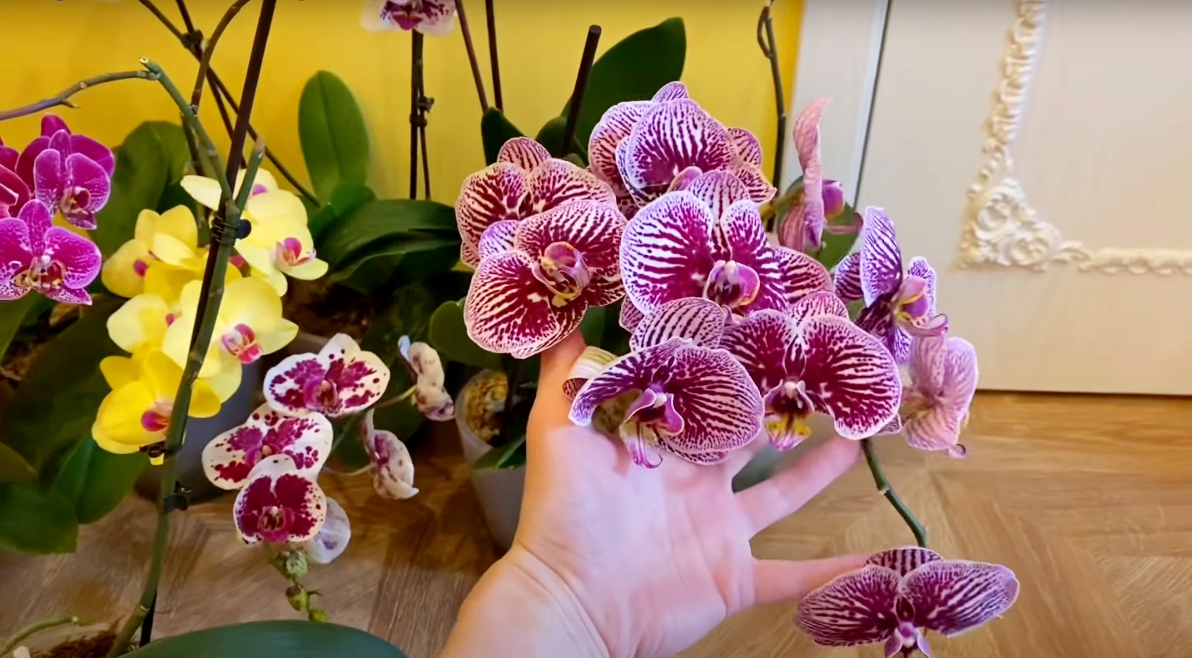 Подготовка орхидей к весенне-летнему сезону