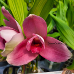 Орхидея Lycaste Shonan Bright Lyc. Shoalhaven Moriyana x Kyoto Smtgi