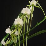 Angraecum longicalcar